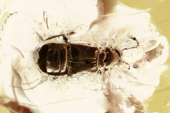 Detailed Fossil Ant-Loving Beetle (Pselaphinae) in Baltic Amber #321745